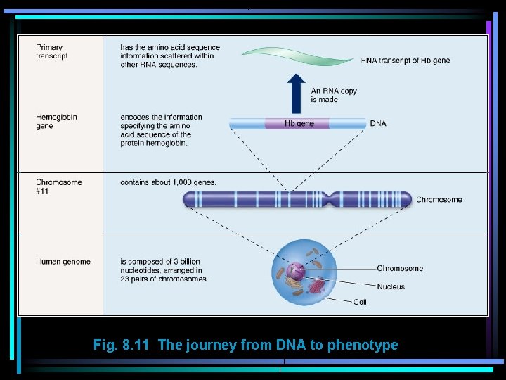 Fig. 8. 11 The journey from DNA to phenotype 
