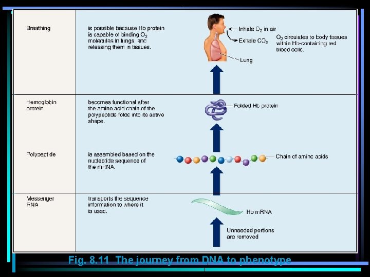 Fig. 8. 11 The journey from DNA to phenotype 