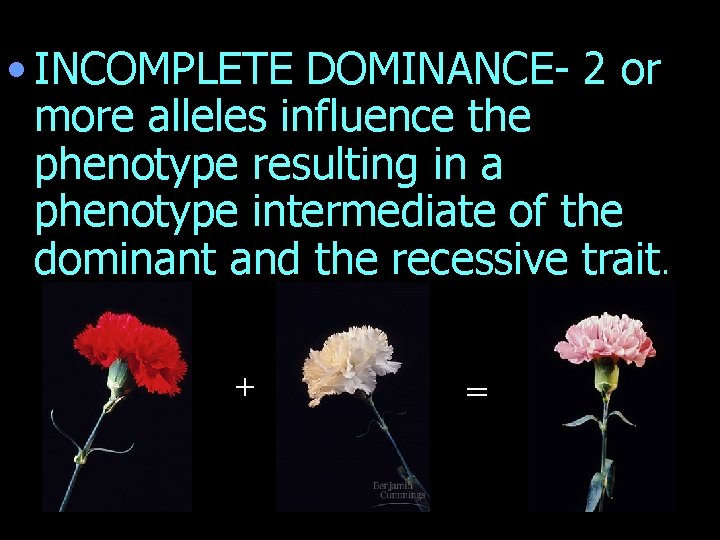  • INCOMPLETE DOMINANCE- 2 or more alleles influence the phenotype resulting in a