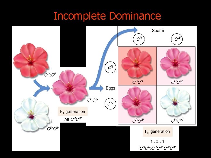 Incomplete Dominance 