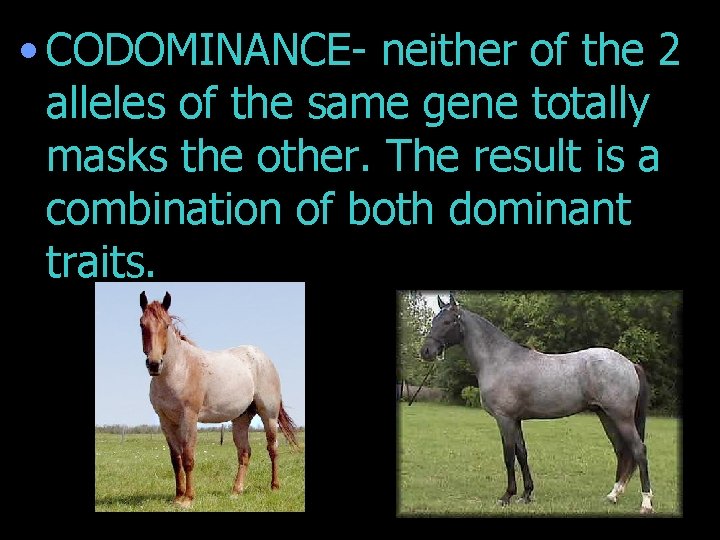  • CODOMINANCE- neither of the 2 alleles of the same gene totally masks