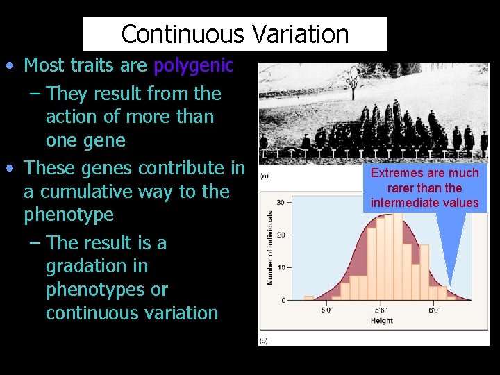 Continuous Variation • Most traits are polygenic – They result from the action of