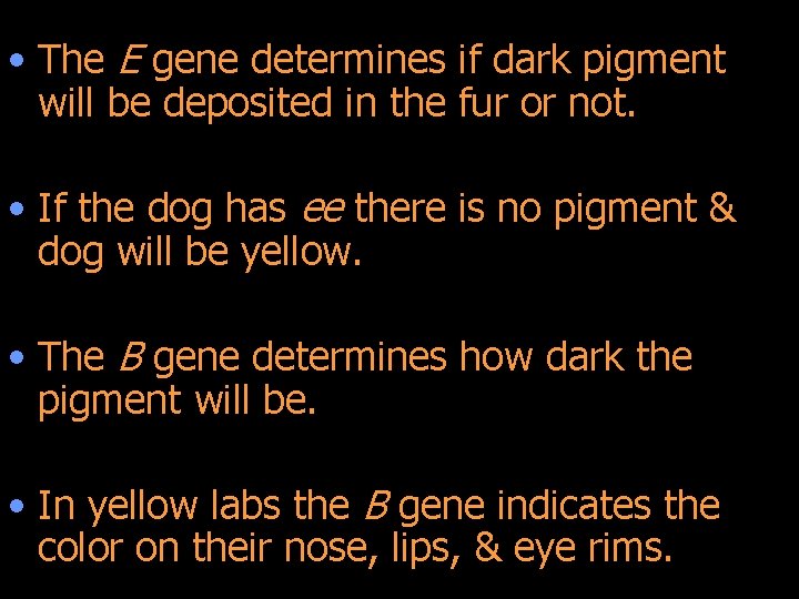  • The E gene determines if dark pigment will be deposited in the