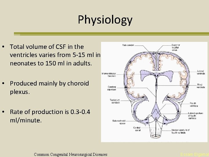 Physiology • Total volume of CSF in the ventricles varies from 5 -15 ml