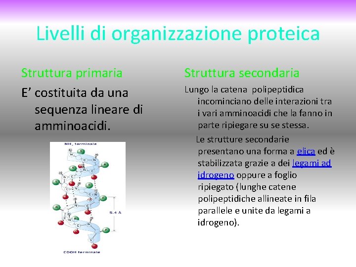 Livelli di organizzazione proteica Struttura primaria E’ costituita da una sequenza lineare di amminoacidi.