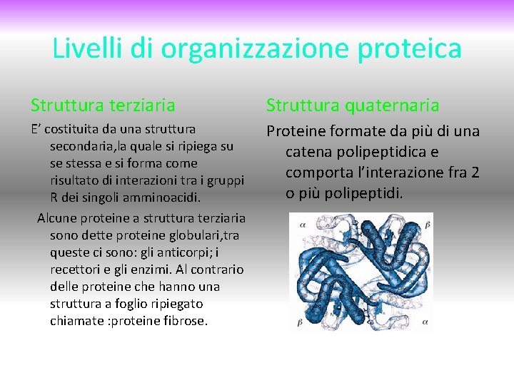 Livelli di organizzazione proteica Struttura terziaria Struttura quaternaria E’ costituita da una struttura secondaria,