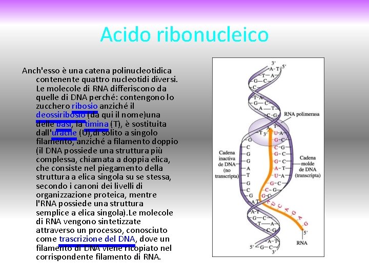 Acido ribonucleico Anch'esso è una catena polinucleotidica contenente quattro nucleotidi diversi. Le molecole di