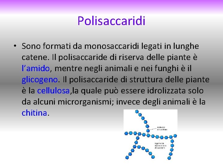 Polisaccaridi • Sono formati da monosaccaridi legati in lunghe catene. Il polisaccaride di riserva
