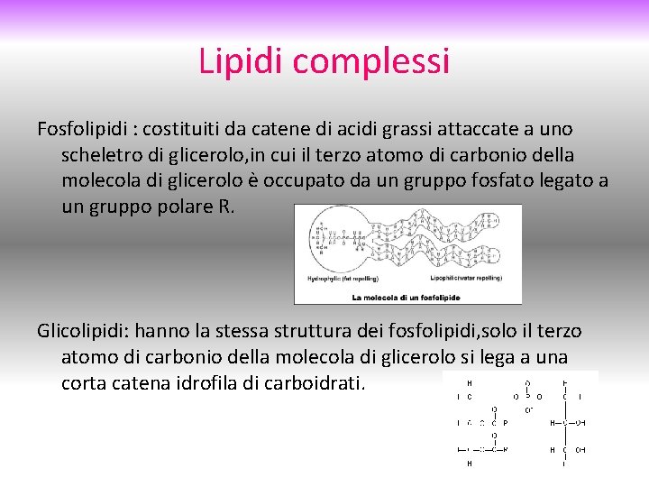 Lipidi complessi Fosfolipidi : costituiti da catene di acidi grassi attaccate a uno scheletro