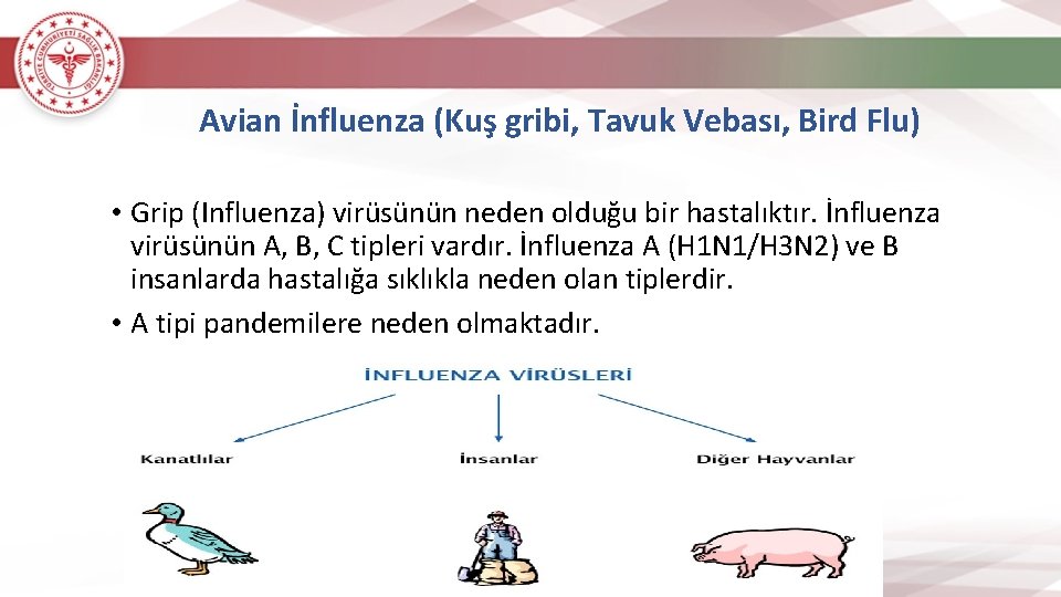 Avian İnfluenza (Kuş gribi, Tavuk Vebası, Bird Flu) • Grip (Influenza) virüsünün neden olduğu