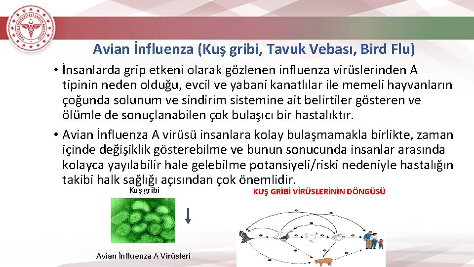 Avian İnfluenza (Kuş gribi, Tavuk Vebası, Bird Flu) • İnsanlarda grip etkeni olarak gözlenen
