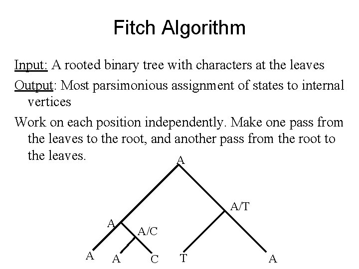Fitch Algorithm Input: A rooted binary tree with characters at the leaves Output: Most Fitch Algorithm Input: A rooted binary tree with characters at the leaves Output: Most