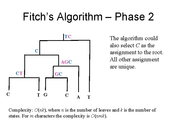 Fitch’s Algorithm – Phase 2 TC The algorithm could also select C as the Fitch’s Algorithm – Phase 2 TC The algorithm could also select C as the