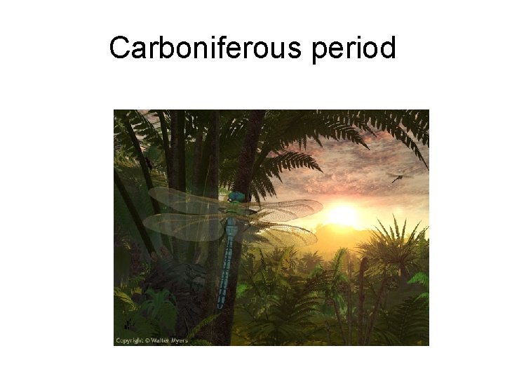 Carboniferous period 