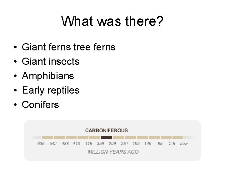 What was there? • • • Giant ferns tree ferns Giant insects Amphibians Early