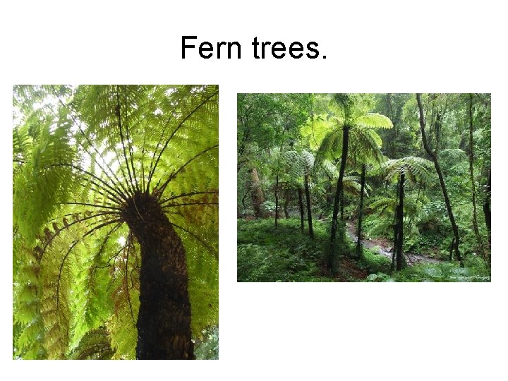 Fern trees. 