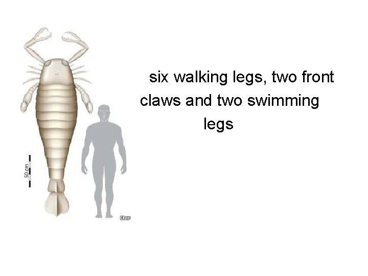  • six walking legs, two front • claws and two swimming • legs