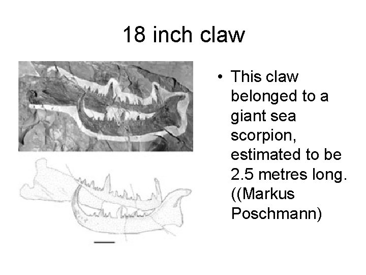 18 inch claw • This claw belonged to a giant sea scorpion, estimated to