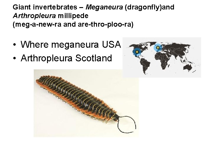 Giant invertebrates – Meganeura (dragonfly)and Arthropleura millipede (meg-a-new-ra and are-thro-ploo-ra) • Where meganeura USA