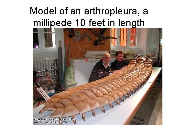 Model of an arthropleura, a millipede 10 feet in length 