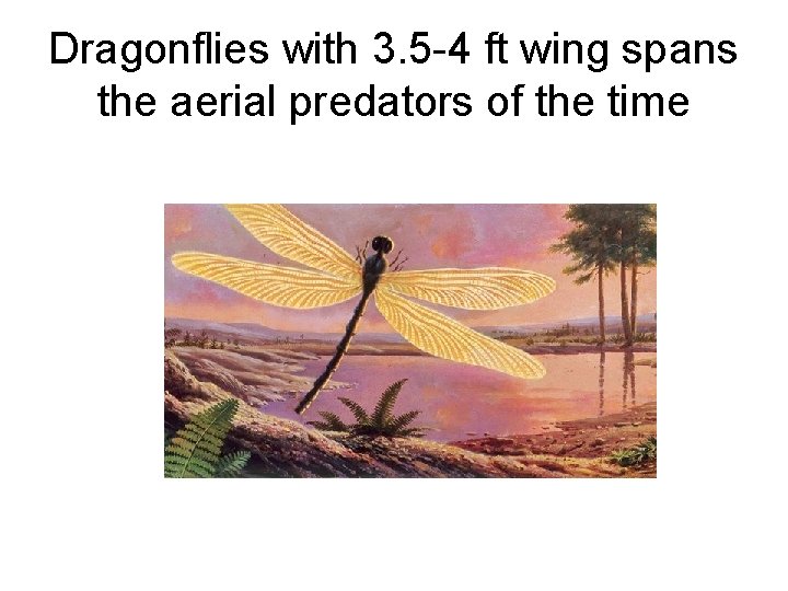 Dragonflies with 3. 5 -4 ft wing spans the aerial predators of the time