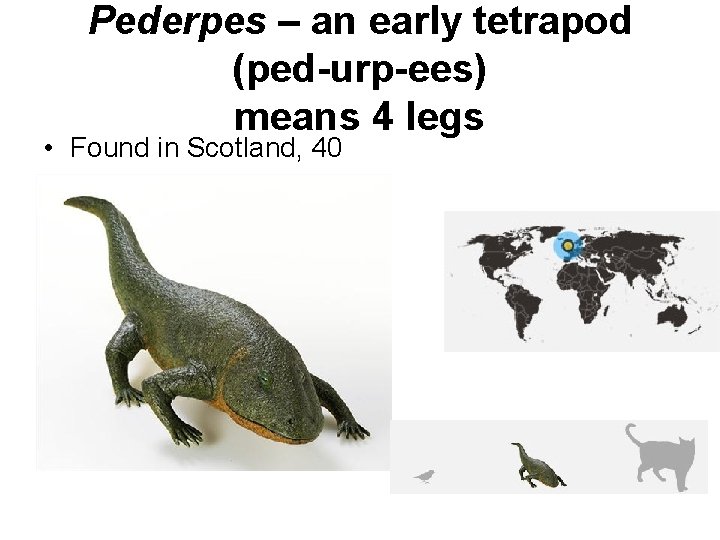 Pederpes – an early tetrapod (ped-urp-ees) means 4 legs • Found in Scotland, 40