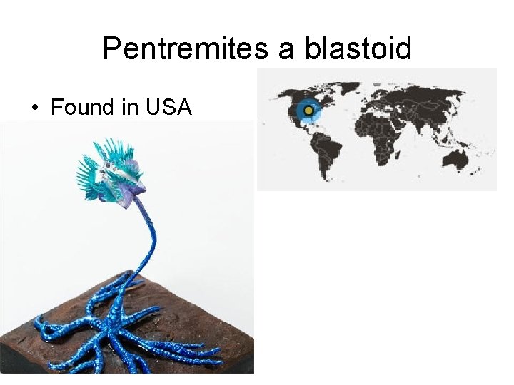 Pentremites a blastoid • Found in USA 