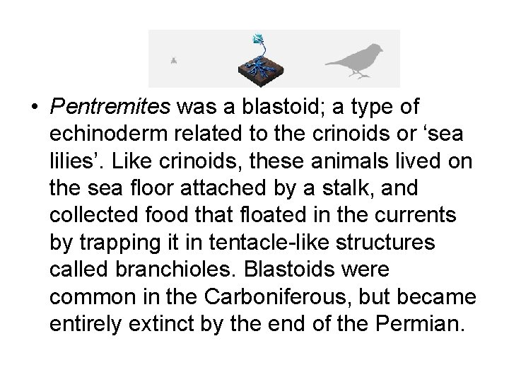  • Pentremites was a blastoid; a type of echinoderm related to the crinoids