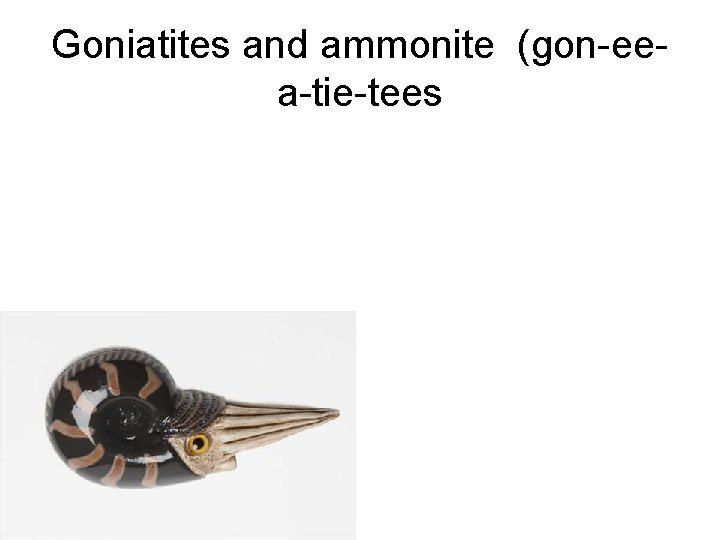 Goniatites and ammonite (gon-eea-tie-tees 