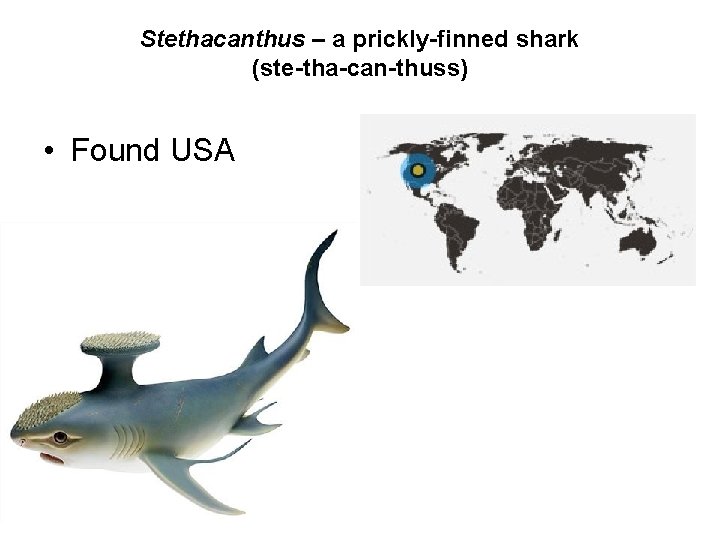 Stethacanthus – a prickly-finned shark (ste-tha-can-thuss) • Found USA 