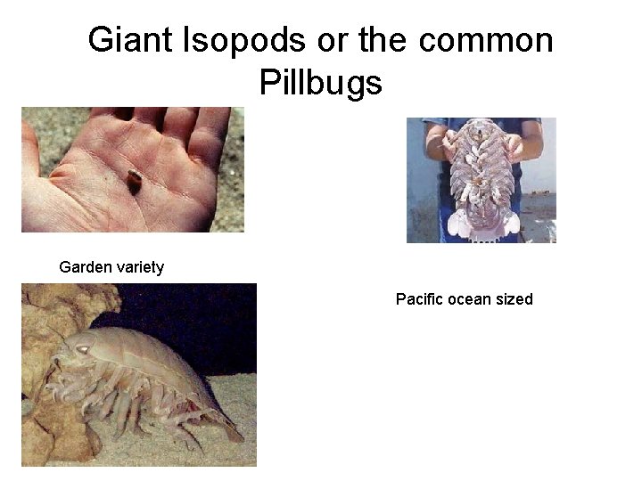 Giant Isopods or the common Pillbugs Garden variety Pacific ocean sized 