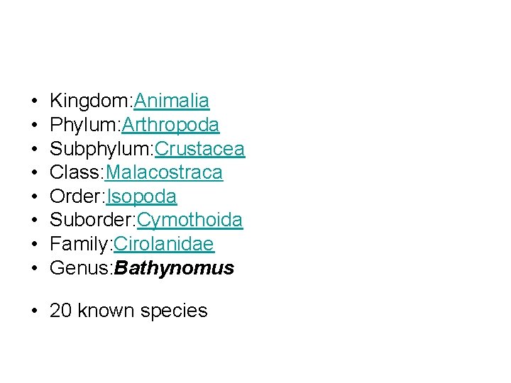  • • Kingdom: Animalia Phylum: Arthropoda Subphylum: Crustacea Class: Malacostraca Order: Isopoda Suborder: