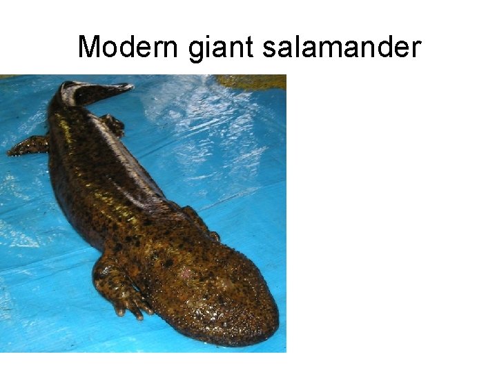 Modern giant salamander 