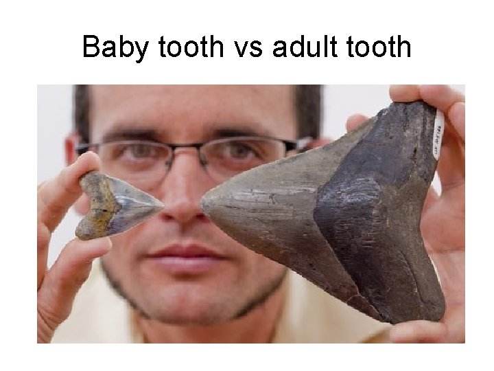 Baby tooth vs adult tooth 