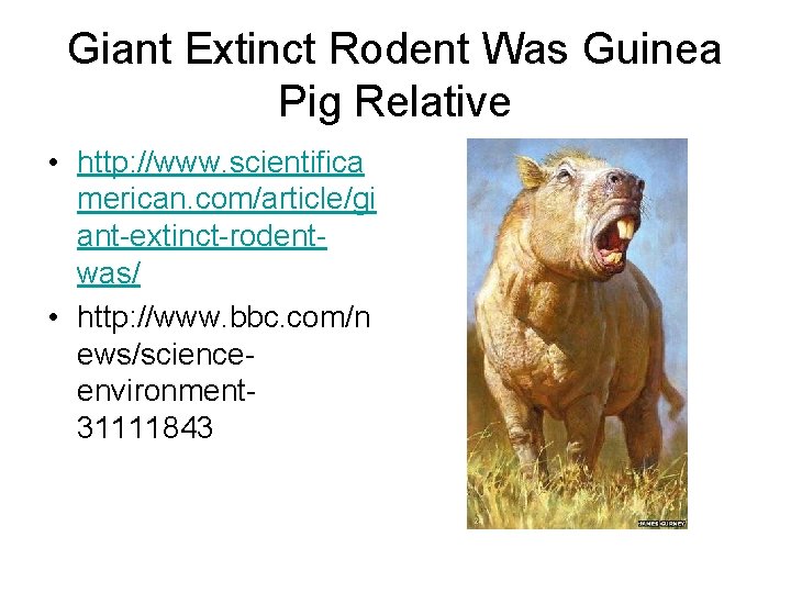 Giant Extinct Rodent Was Guinea Pig Relative • http: //www. scientifica merican. com/article/gi ant-extinct-rodentwas/