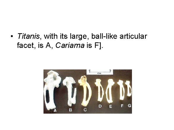  • Titanis, with its large, ball-like articular facet, is A, Cariama is F].