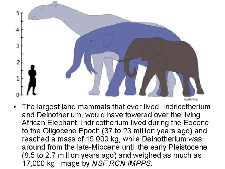  • The largest land mammals that ever lived, Indricotherium and Deinotherium, would have