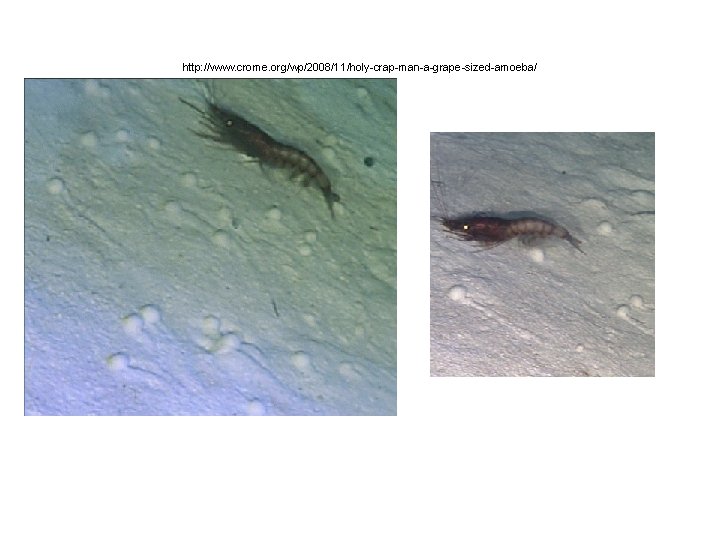 http: //www. crome. org/wp/2008/11/holy-crap-man-a-grape-sized-amoeba/ 