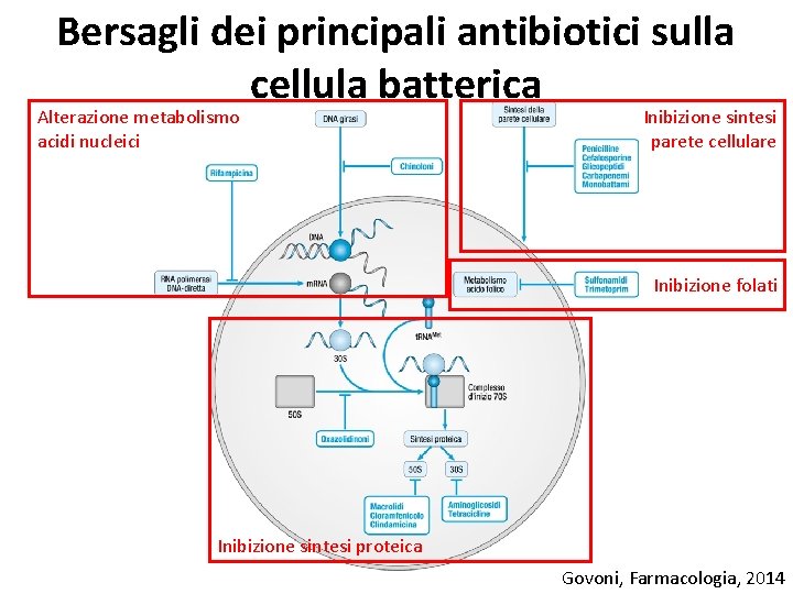 Bersagli dei principali antibiotici sulla cellula batterica Alterazione metabolismo acidi nucleici Inibizione sintesi parete