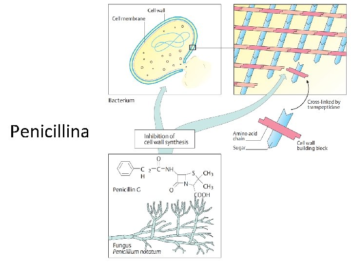 Penicillina 