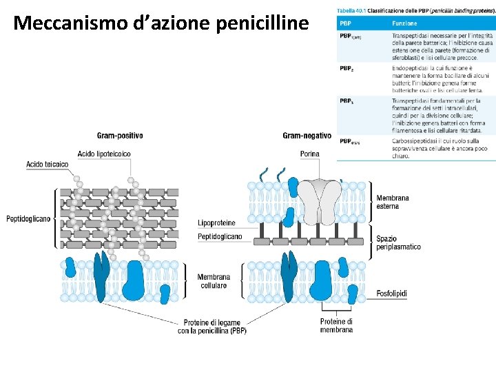 Meccanismo d’azione penicilline 