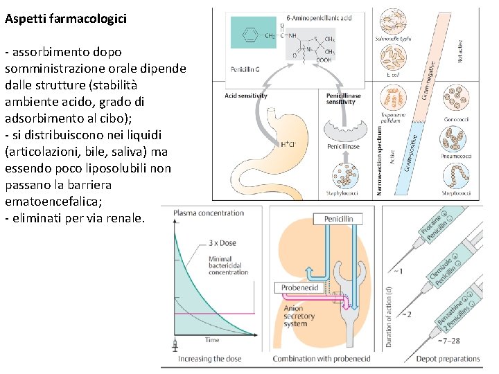 Aspetti farmacologici - assorbimento dopo somministrazione orale dipende dalle strutture (stabilità ambiente acido, grado