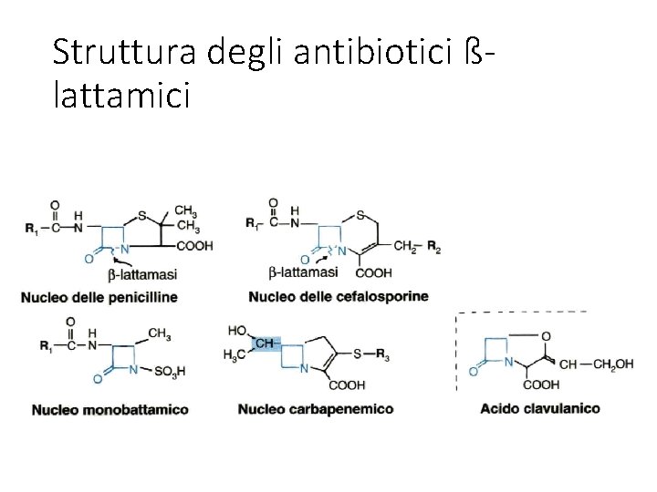 Struttura degli antibiotici ßlattamici 