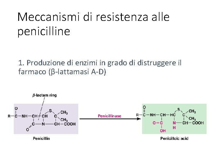 Meccanismi di resistenza alle penicilline 1. Produzione di enzimi in grado di distruggere il