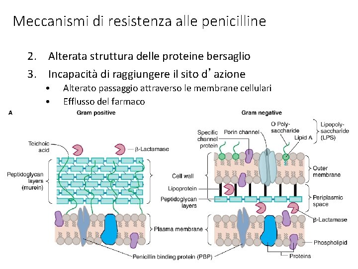 Meccanismi di resistenza alle penicilline 2. Alterata struttura delle proteine bersaglio 3. Incapacità di