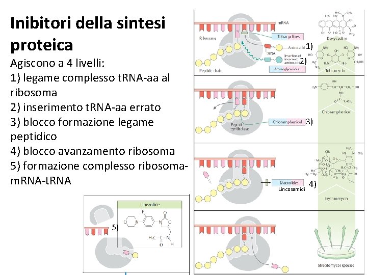 Inibitori della sintesi proteica Agiscono a 4 livelli: 1) legame complesso t. RNA-aa al