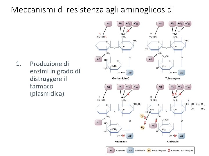 Meccanismi di resistenza agli aminoglicosidi 1. Produzione di enzimi in grado di distruggere il