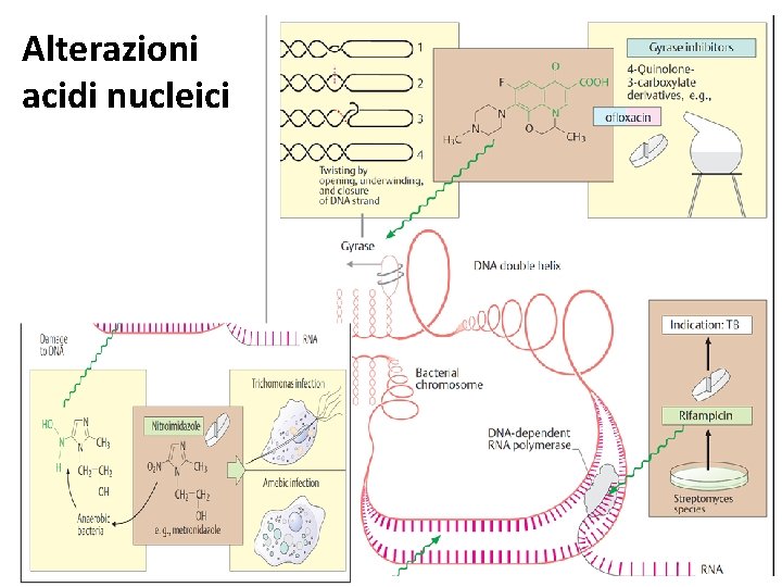 Alterazioni acidi nucleici 