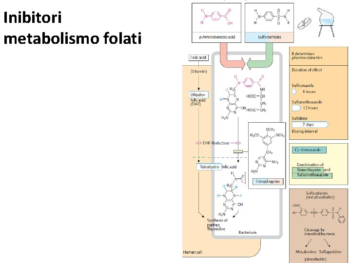 Inibitori metabolismo folati 