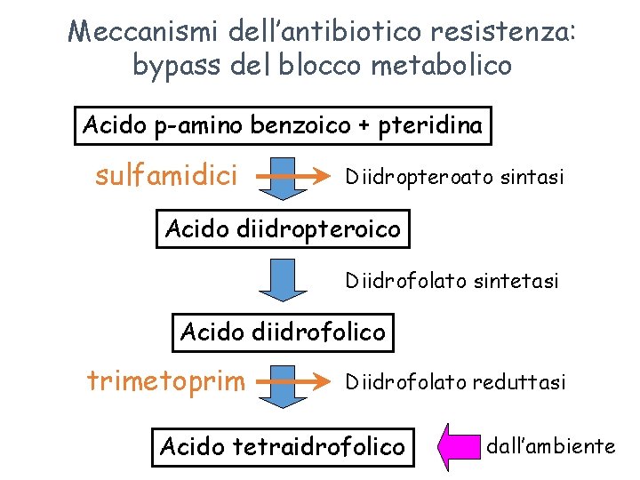 Meccanismi dell’antibiotico resistenza: bypass del blocco metabolico Acido p-amino benzoico + pteridina sulfamidici Diidropteroato